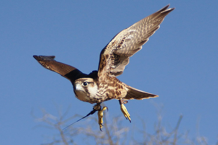 Sky Falconry 6