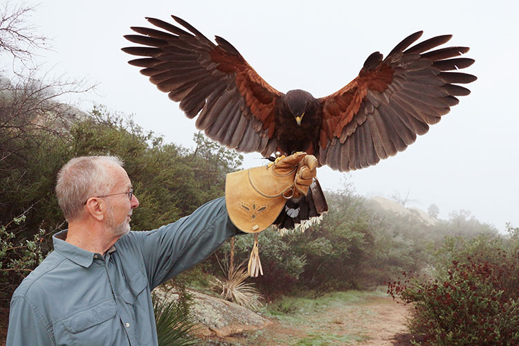 Sky Falconry 4