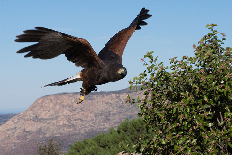 Sky Falconry 2