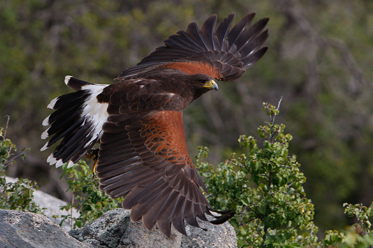 Up Close and Personal with Birds of Prey