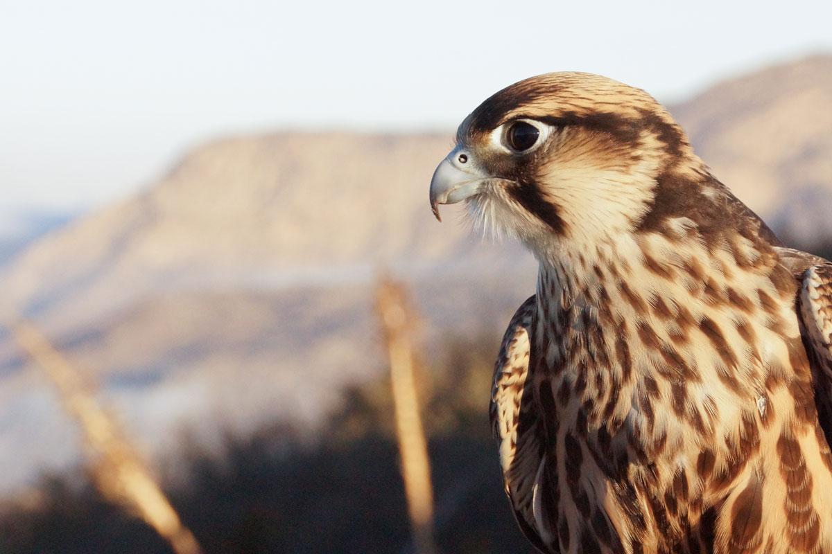 Birds of prey, masters of the skies