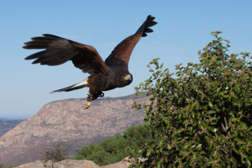 Classes | Sky Falconry