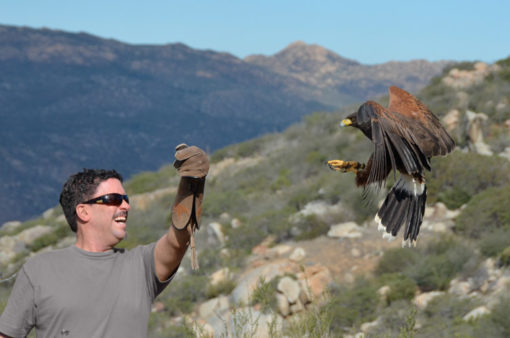 Classes | Sky Falconry