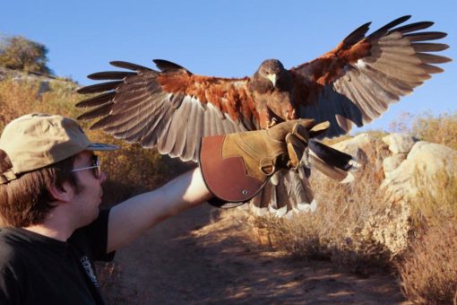 Classes | Sky Falconry