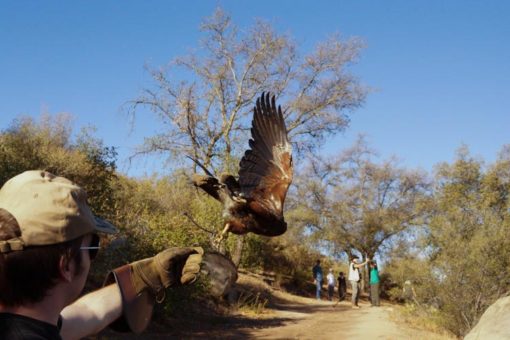 Classes | Sky Falconry